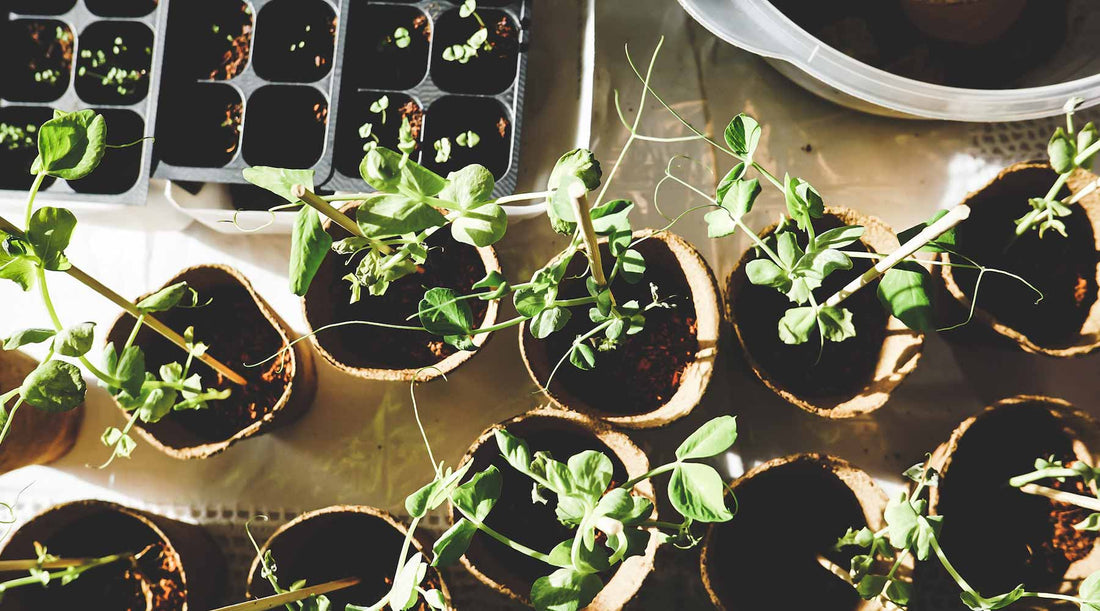 Gardering the Eco-Friendly Way